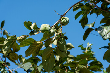 Fototapeta premium Low angle view of three green persimmon fruits hanging on a branch under a bright blue sky.