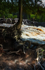 Gnarled Tree Roots and Rushing River
