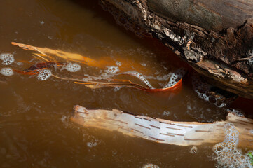 Birch Bark Floats in Northern Minnesota River