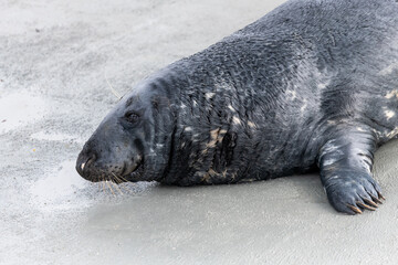 Close up of a grey seal (halichoerus grypus) in captivity