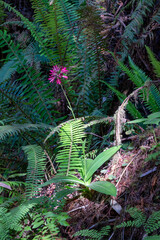 Pink flowers among ferns in Redwood National Park