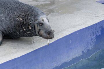 Close up of a grey seal (halichoerus grypus) in captivity