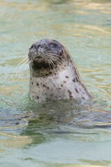 Head shot of a common seal (phoca vitulina) in the water © tom