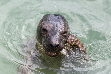 Head shot of a common seal (phoca vitulina) eating a fish © tom