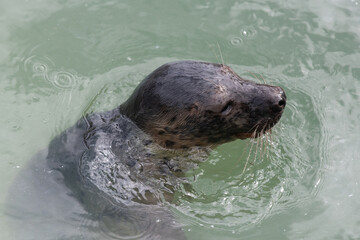 Fototapeta premium Head shot of a common seal (phoca vitulina) pup in the water