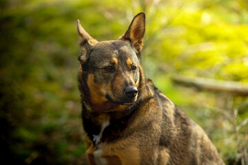 Pies w typie owczarka w trakcie spaceru w lesie. Siedząc na ziemi obserwuje otoczenie.