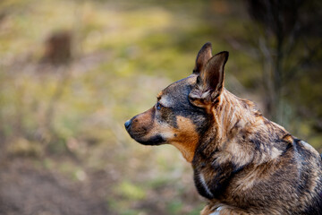 Pies w typie owczarka w trakcie spaceru w lesie. Siedząc na ziemi obserwuje otoczenie.