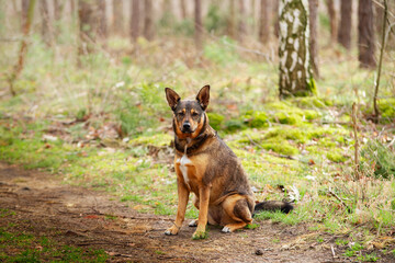 Pies w typie owczarka w trakcie spaceru w lesie. Siedząc na ziemi, z postawionymi uszami spogląda w stronę obiektywu.