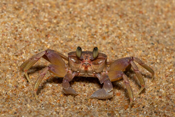 A nocturnal pink ghost crab (Ocypode ryderi) on a sandy beach at night. A ghost crab species found...