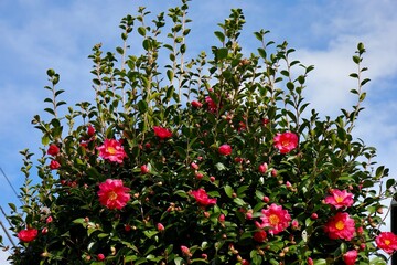 枝が伸びすぎた椿の木