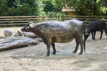 Large water buffalo in its enclosure