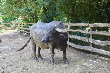 Large water buffalo in its enclosure