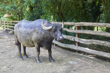 Large water buffalo in its enclosure