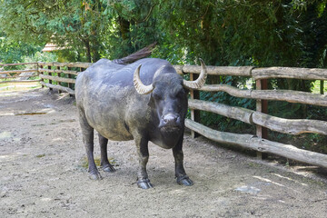 Large water buffalo in its enclosure