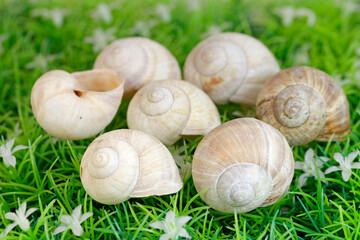 vineyard snail shell on the green artificial turf