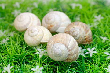 vineyard snail shell on the green artificial turf