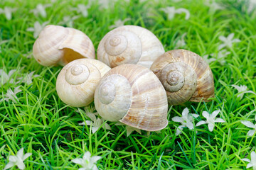 vineyard snail shell on the green artificial turf