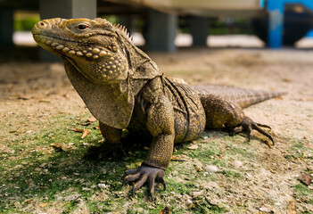Fototapeta premium Large iguana 