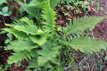 The fern Pteridium aquilinum grows in nature
