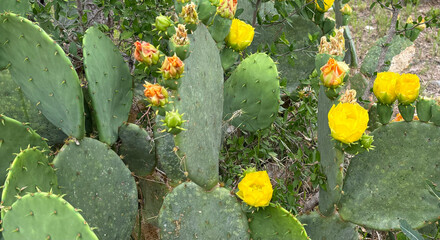 Blooming Yellow Flower Nopales