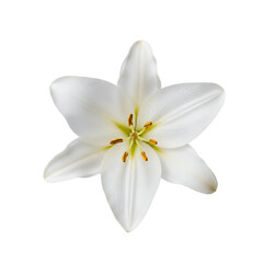 Fototapeta premium 上から見た純白ユリの花素材