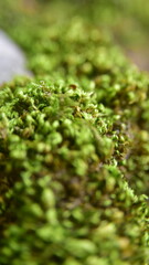 green moss on the stone