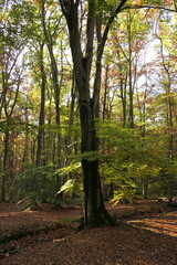 Sonne im Herbstwald