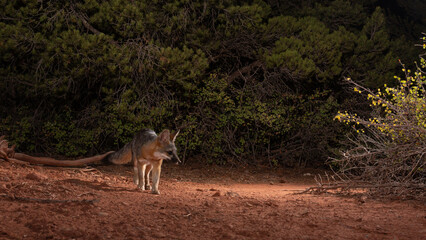 A small Grey Fox in the desert of Southern Utah USA looks to the right towards the bushes with a background of dark colored juniper trees. Photo taken with a camera trap.