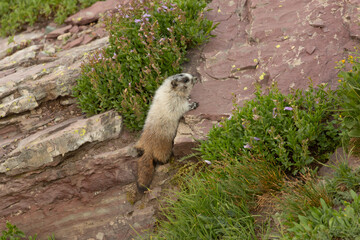 A marmot with white front half and brown back half stretches up to look over the edge of a sandstone boulder surrounded by wildflowers with purple blossoms in Glacier National Park Montana.