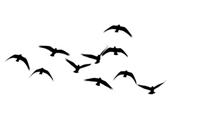 Flock of birds silhouettes PNG isolated on transparent background, flying birds group for nature and wildlife designs