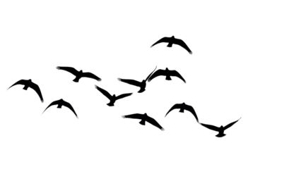 Flock of birds silhouettes PNG isolated on transparent background, flying birds group for nature and wildlife designs