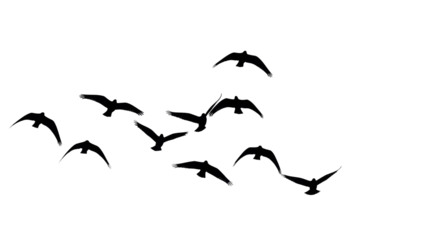Fototapete Vögel Flock of birds silhouettes PNG isolated on transparent background, flying birds group for nature and wildlife designs  © Roxana