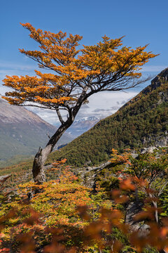 Solitary Autumn Tree on Huemul Glacier Trail Patagonia Argentina