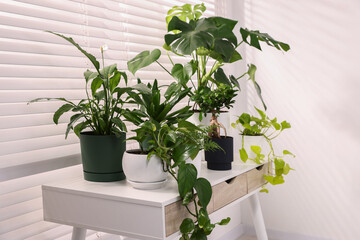 Different potted houseplants on table near window