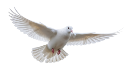 Dove flying PNG isolated on transparent background, symbol of peace and freedom, graceful bird with outstretched wings for design projects