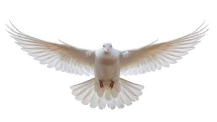 Dove PNG isolated on transparent background, white bird with open wings flying, symbol of peace and freedom, design element