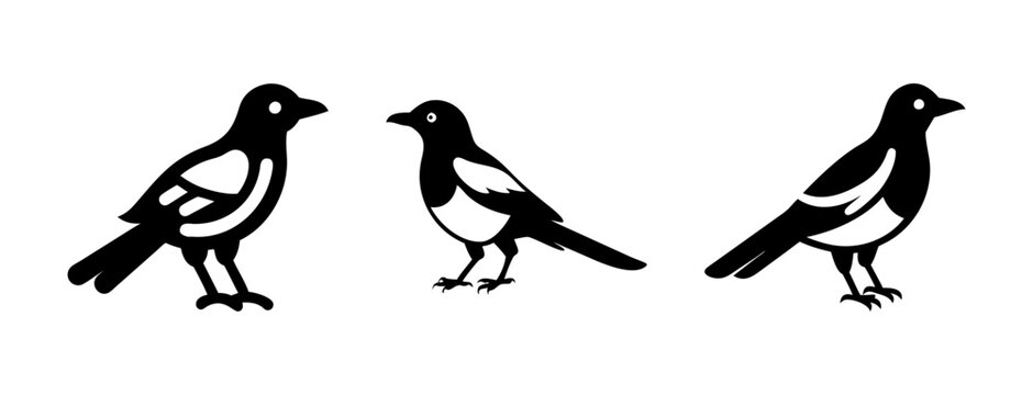 Three magpie bird illustration vector image black and white birdwatching ornithology design art