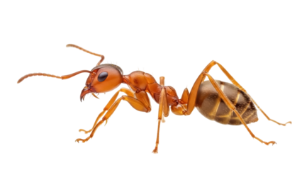 Red ant isolated on transparent background PNG, close-up of insect with detailed anatomy for biology and pest control concepts