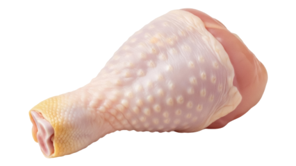 Raw chicken drumstick isolated PNG on transparent background, uncooked poultry leg for cooking and food preparation
