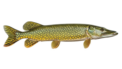 Northern pike fish PNG isolated on transparent background, freshwater predator with green and...