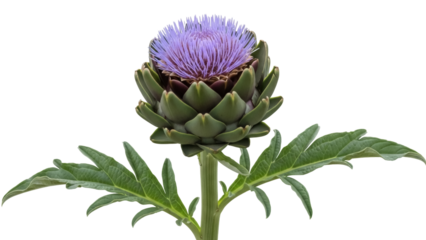 Purple artichoke flower PNG isolated on transparent background, edible thistle plant for healthy eating and vegetarian cuisine
