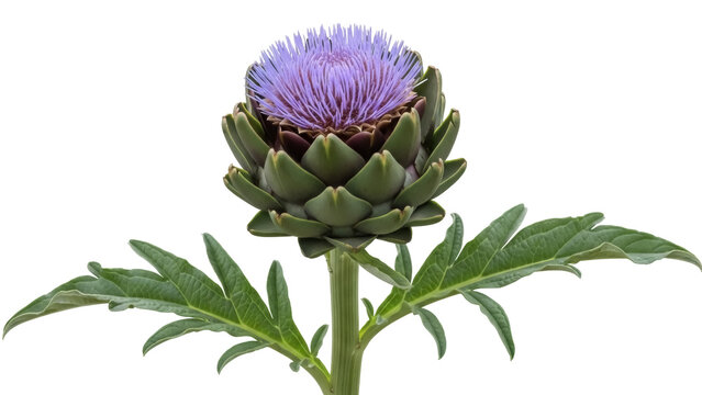 Purple artichoke flower PNG isolated on transparent background, edible thistle plant for healthy eating and vegetarian cuisine