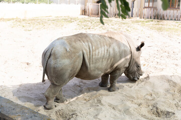 Obraz premium Curious Rhino Explores Sandy Enclosure During Bright Sunny Day at Wildlife Sanctuary
