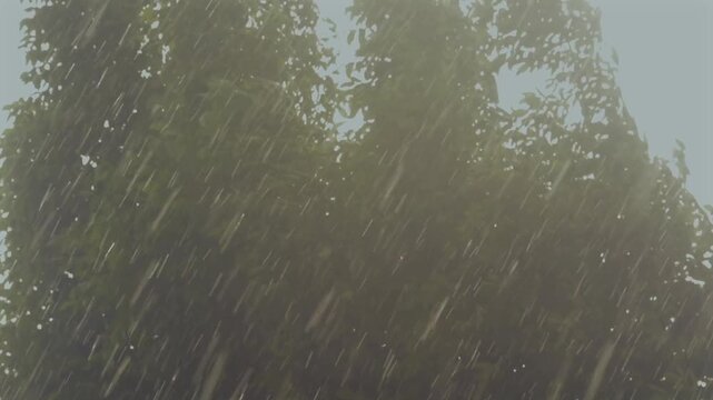 vento e pioggia tra gli alberi