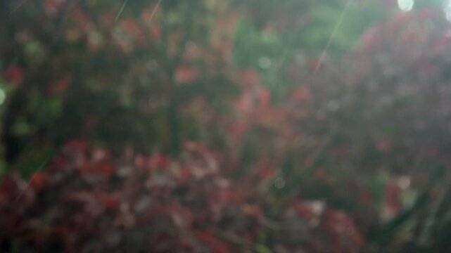 vento forte e pioggia tra gli aceri