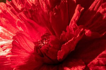 Abstract Macro of Deep Red Floral Petals