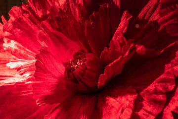 Vivid Red Flower Petals in Extreme Macro Detail