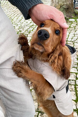 Adorable Cocker Spaniel Puppy Getting Petted