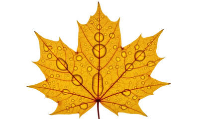 Golden maple leaf with water droplets isolated PNG, autumn foliage on transparent background for seasonal design and decoration