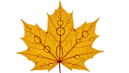 Golden maple leaf with water droplets isolated PNG, autumn foliage on transparent background for seasonal design and decoration